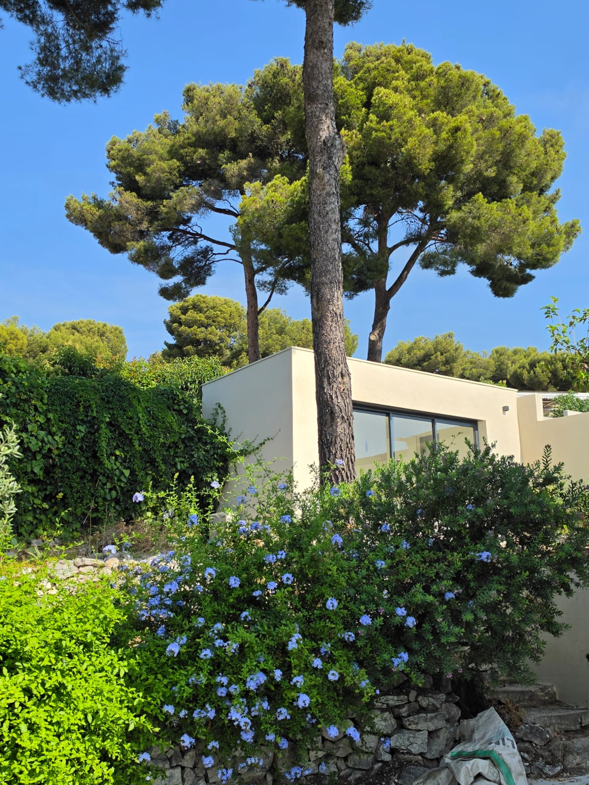 Pins et massifs fleuris au jardin